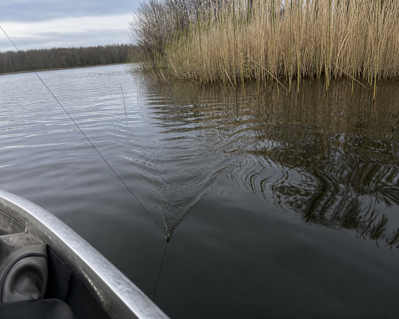 Surface track beside a reed edge during a retrieve