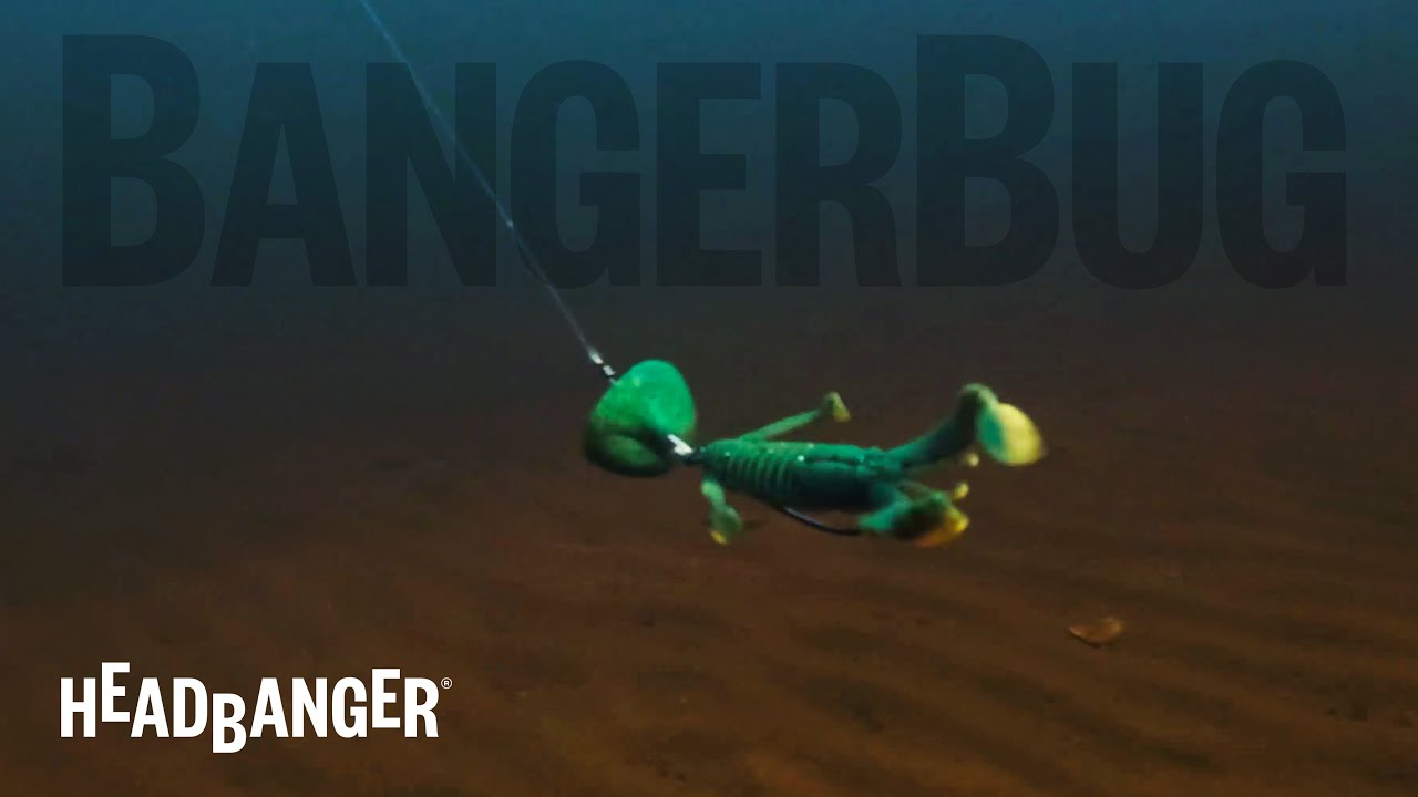 BangerBug_SwimmingAction.jpg