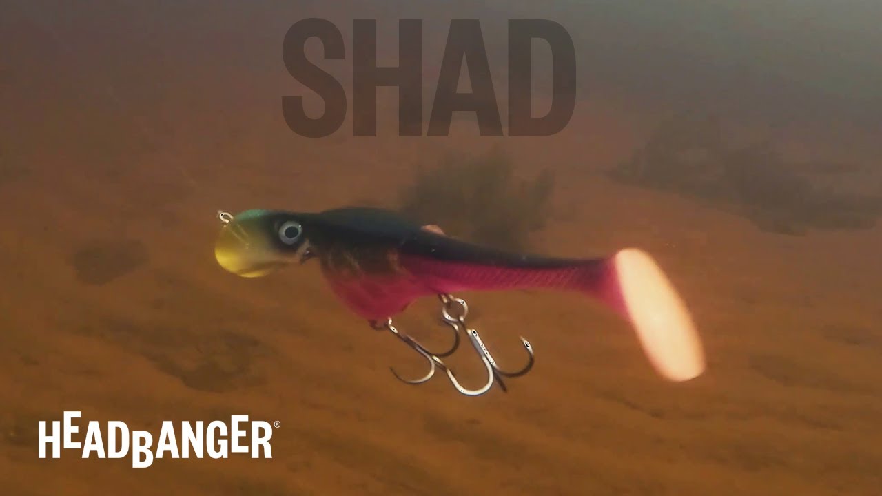 Shad_SwimmingAction.jpg